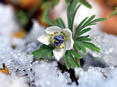 やっと出合えた節分草