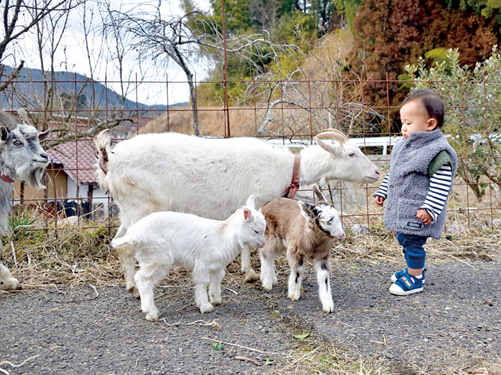 ヤギの赤ちゃん誕生