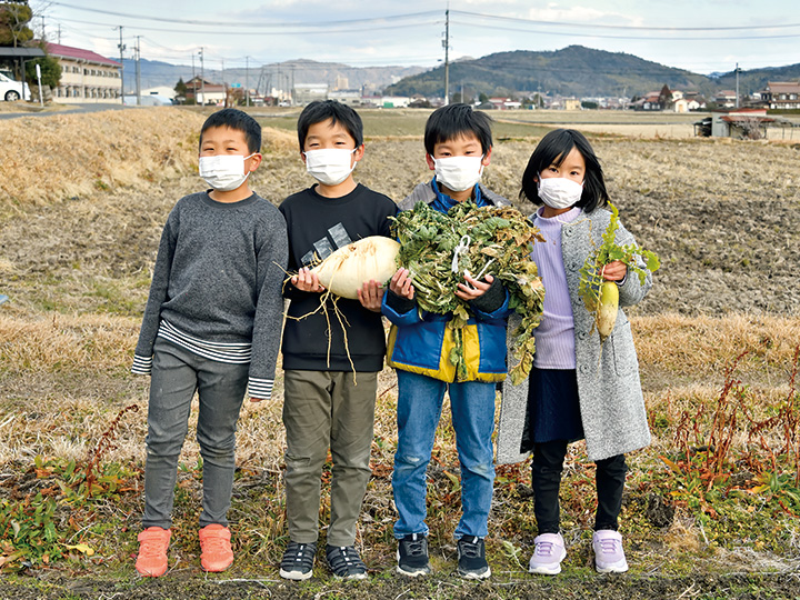 桜島大根を収穫