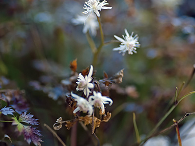 小さな妖精コセリバオウレン咲く
