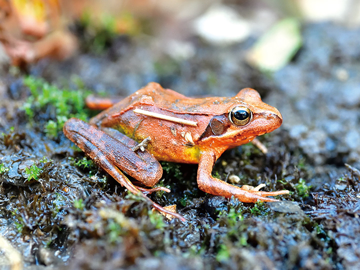 啓蟄に出合ったアカガエル