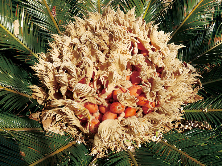 赤い実は南国の印