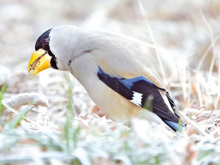 モグモグする鳥