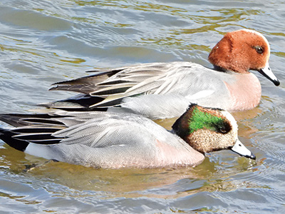 鳥の世界にもハイブリッドic