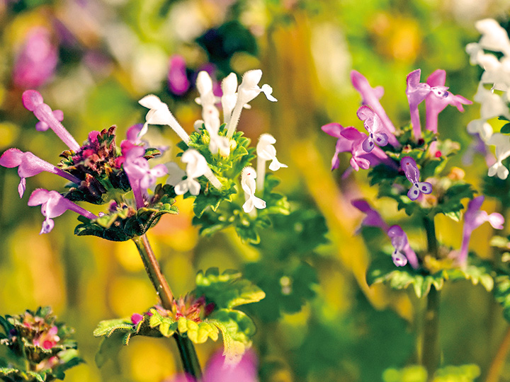 並んで咲いた、紅白のホトケノザ
