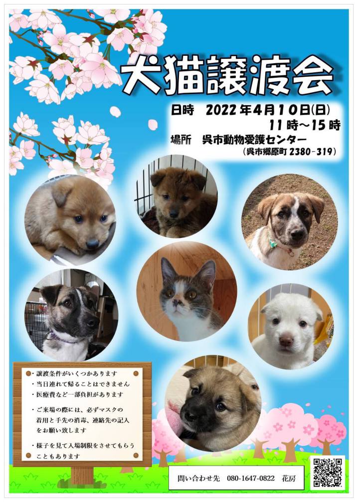 犬猫譲渡会写真