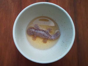 オオサンショウウオ