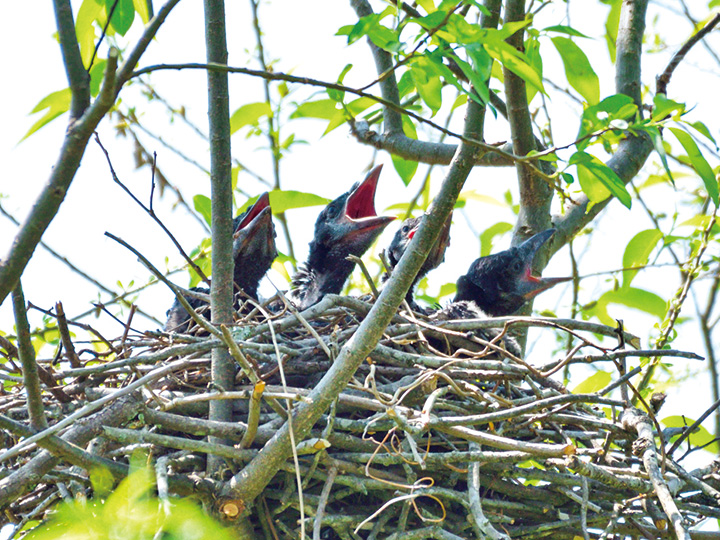 餌を待つカラスのひな