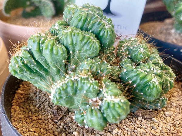 フラワーショップ はなよし　BRAIN CACTUS（のうみそサボテン）