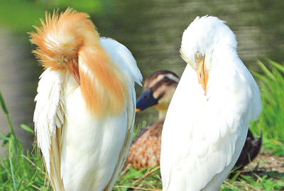 シンクロする羽繕い