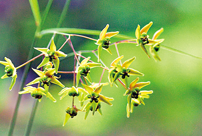 「夜勤の花」スズサイコ