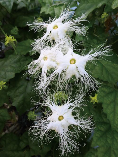 レース仕立ての花