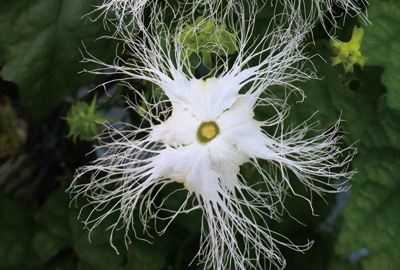 レース仕立ての花
