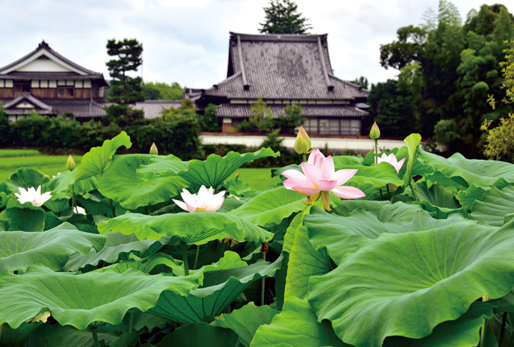 教順寺とハスの花