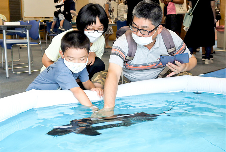 プールの中のチョウザメに触れる来場者