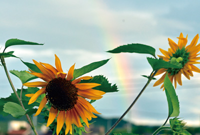 ひまわりと虹