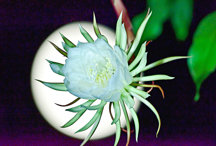 月夜に開花、月下美人