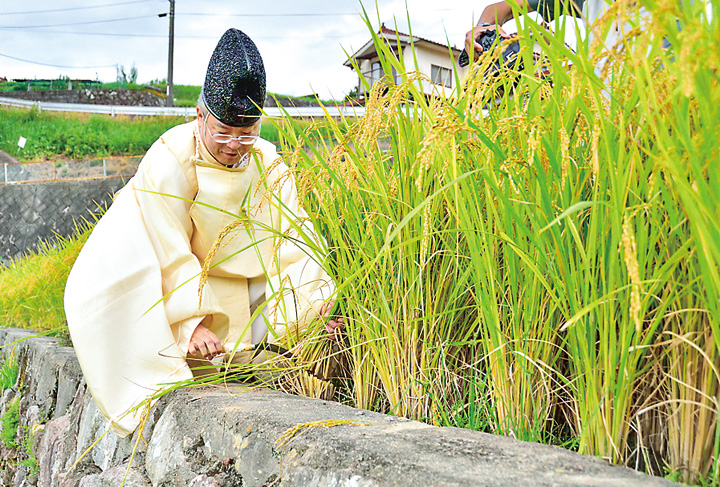 稲を刈り取る岡田光統宮司