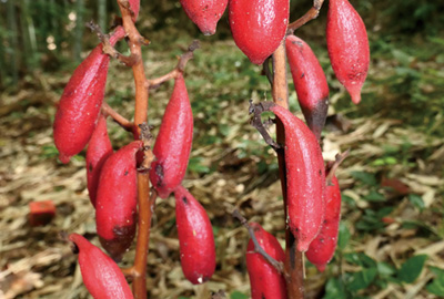 ツチアケビの実