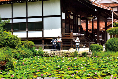 晩夏を彩る西福寺のスイレン
