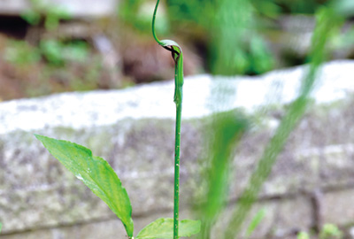 カラスビシャクで一件落着