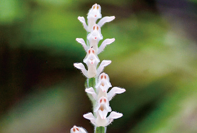 子豚の顔？ ミヤマウズラ