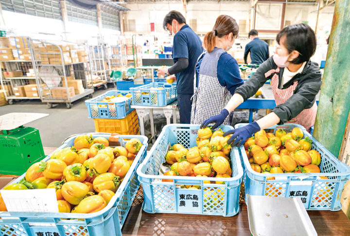 色付きや重さなどで等級が分けられる西条柿
