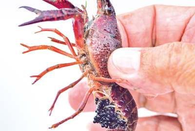 アメリカザリガニの抱卵