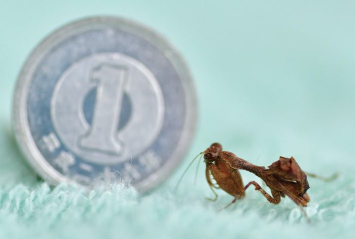 超レアな生き物、サツマヒメカマキリ