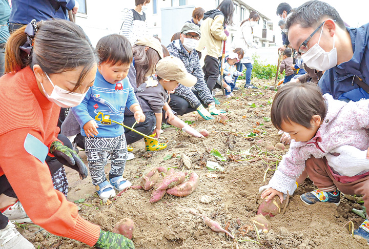 保護者も一緒に参加した芋掘り(撮影・橋本)