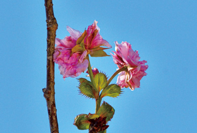 秋空に咲く八重桜