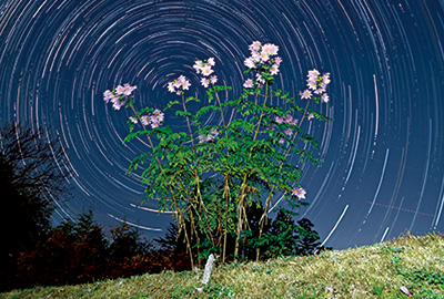 冬の夜空に咲く皇帝ダリア