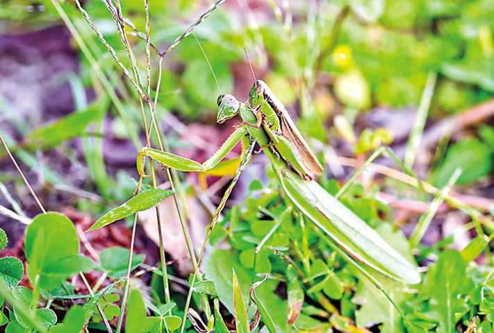 カマキリにおんぶされたイナゴ