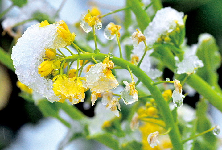 菜の花が雪化粧