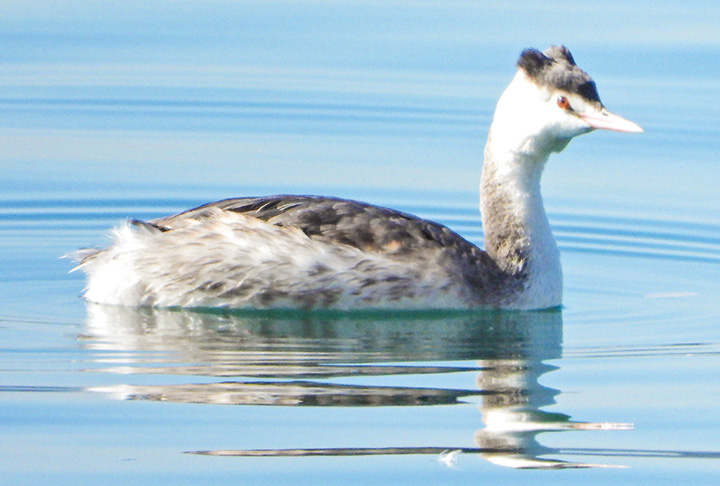 カンムリカイツブリ