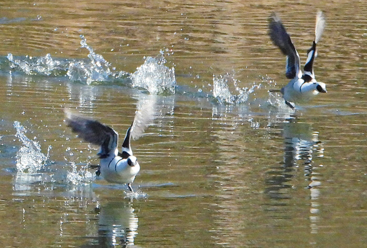 走るミコアイサ