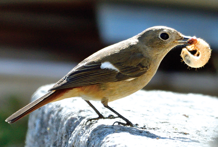 ジョビちゃんの食事