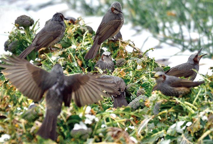 畑がヒヨドリの食堂に