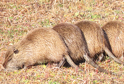 ヌートリア四兄弟