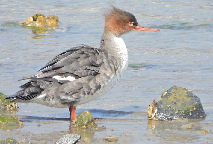 ウミアイサが上陸