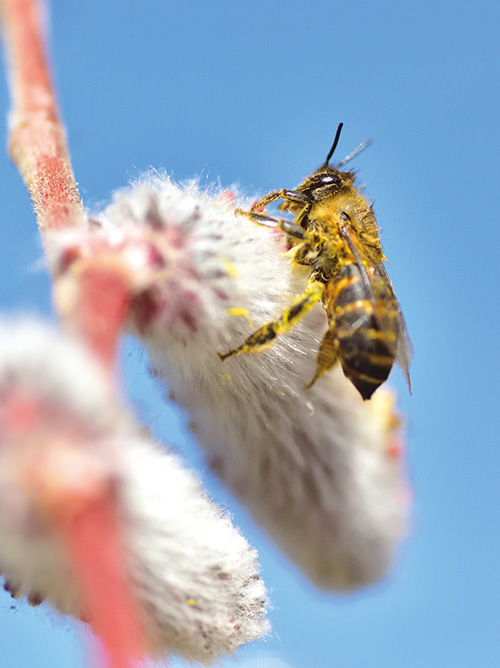 春の羽音、ミツバチが乱舞