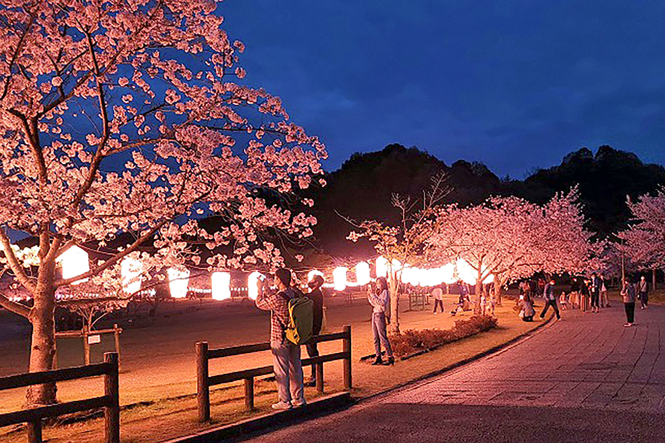 バンブージョイハイランドの桜ライトアップ