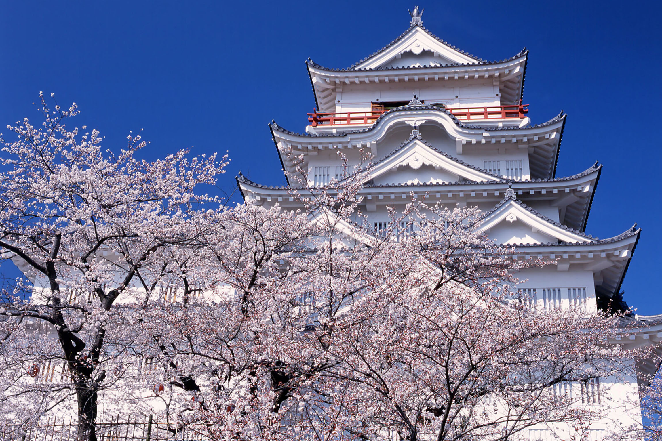 福山城公園の桜
