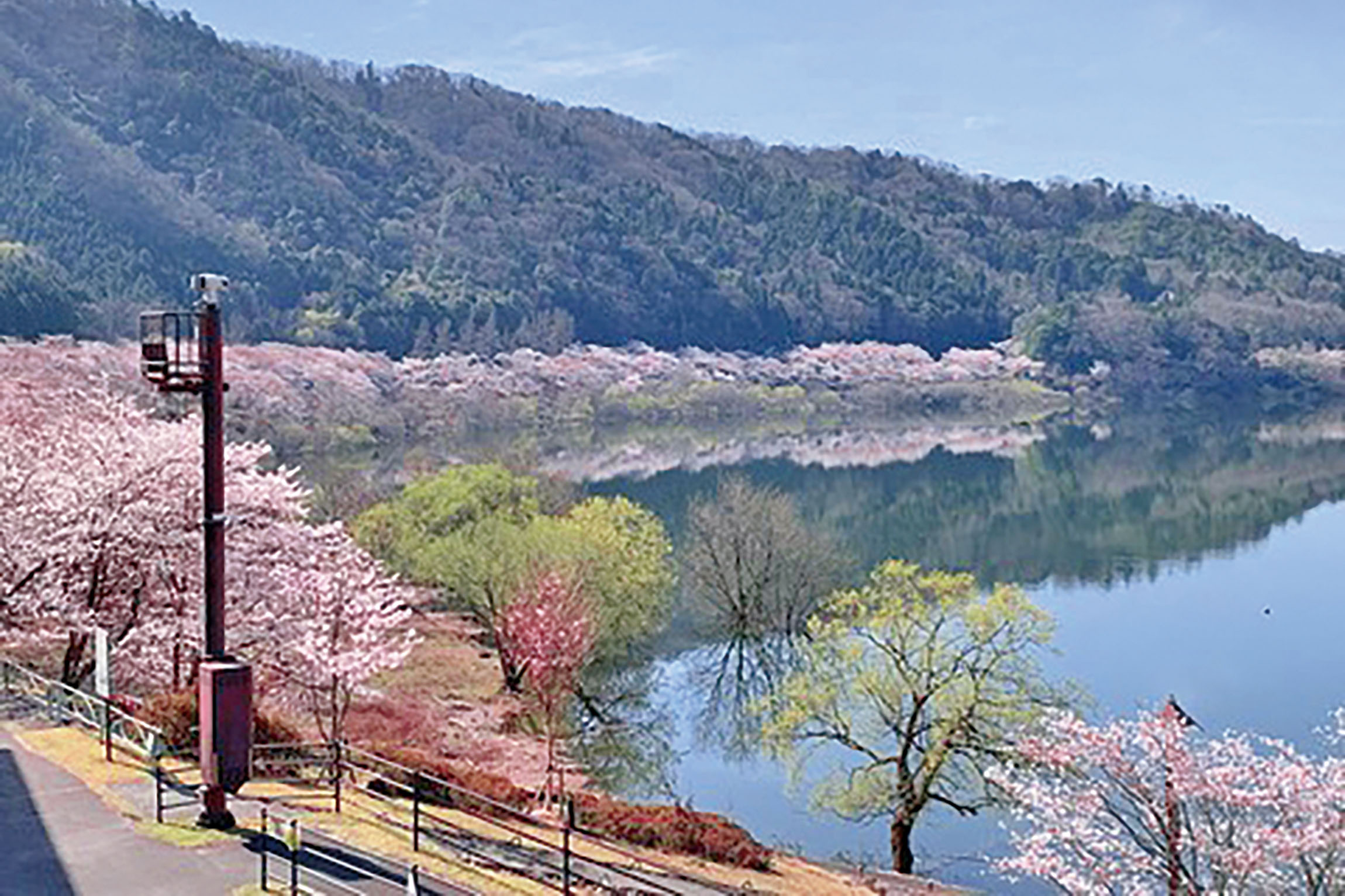 土師ダム八千代湖の桜