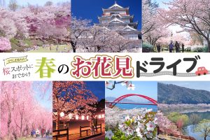 広島県内の桜スポットにおでかけ！ 春のお花見ドライブ