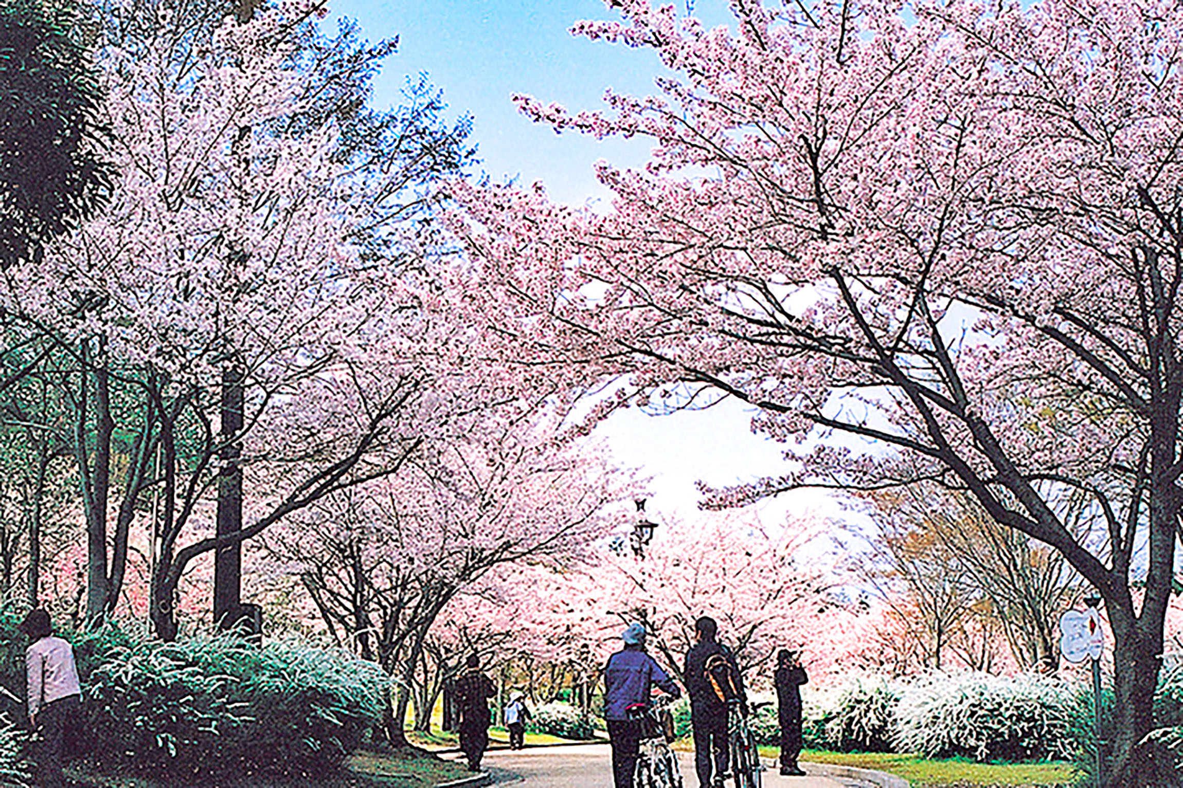 鏡山公園の桜