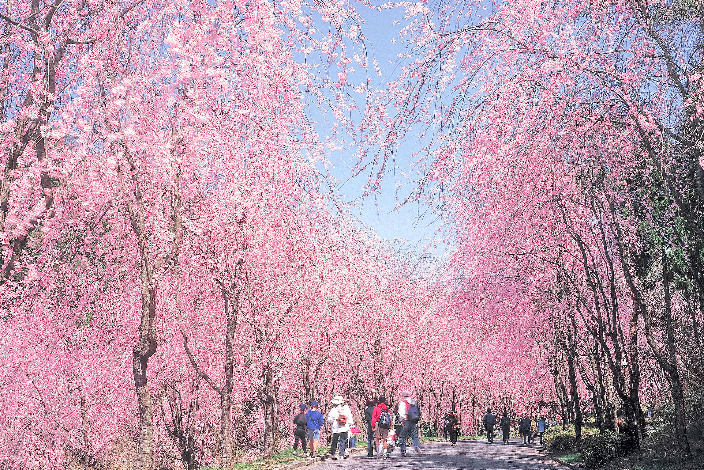 世羅甲山ふれあいの里の桜