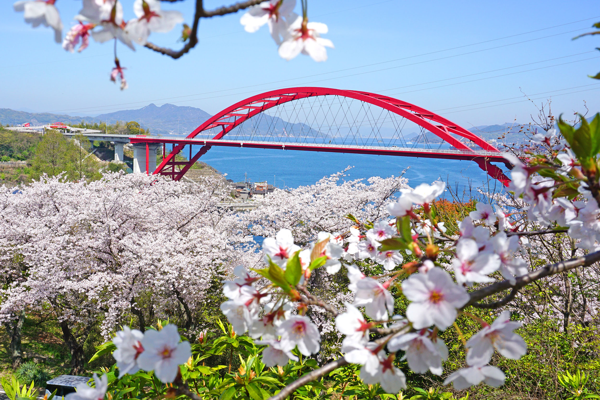 音戸の瀬戸公園の桜