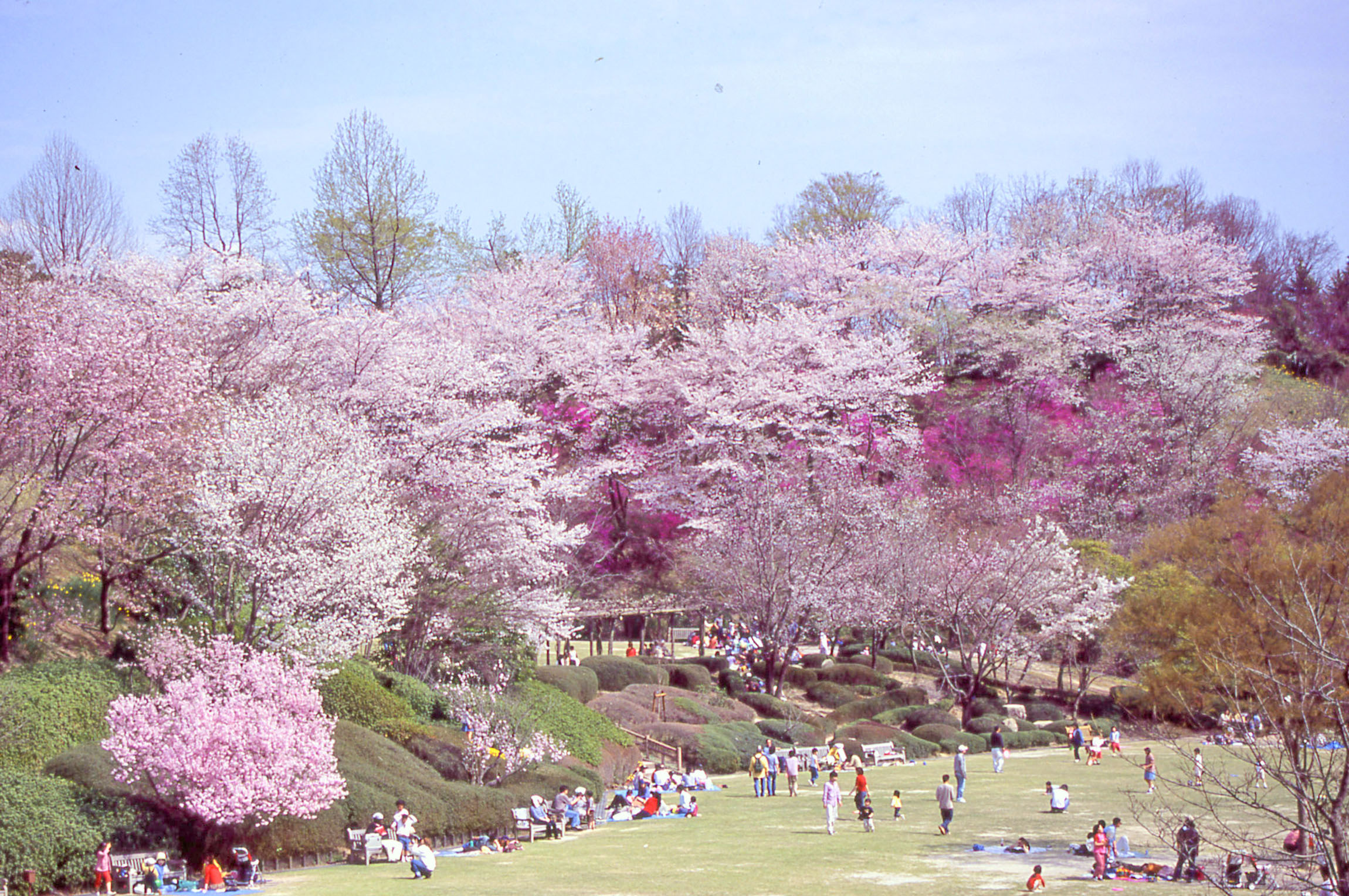 広島市植物公園の桜