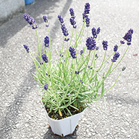 イングリッシュラベンダー 480円